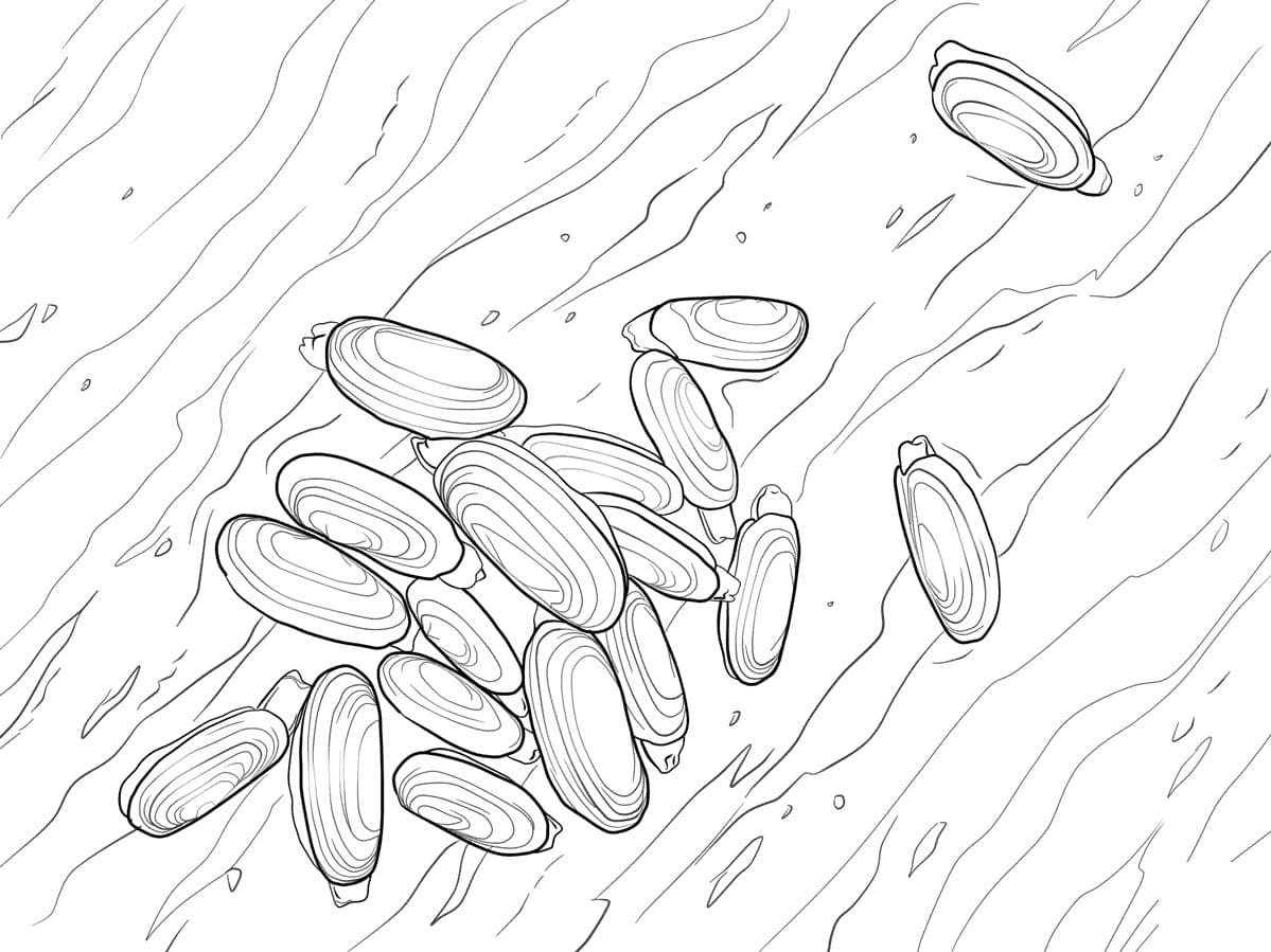 Raskrasil.com-Seashell-Coloring-Pages-8