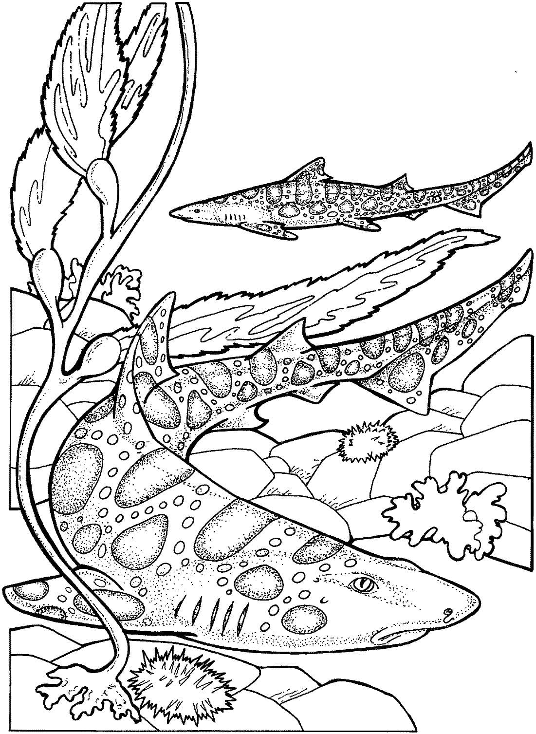 Raskrasil.com-Shark-Coloring-Pages-1