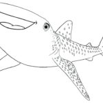 Raskrasil.com-Shark-Coloring-Pages-101