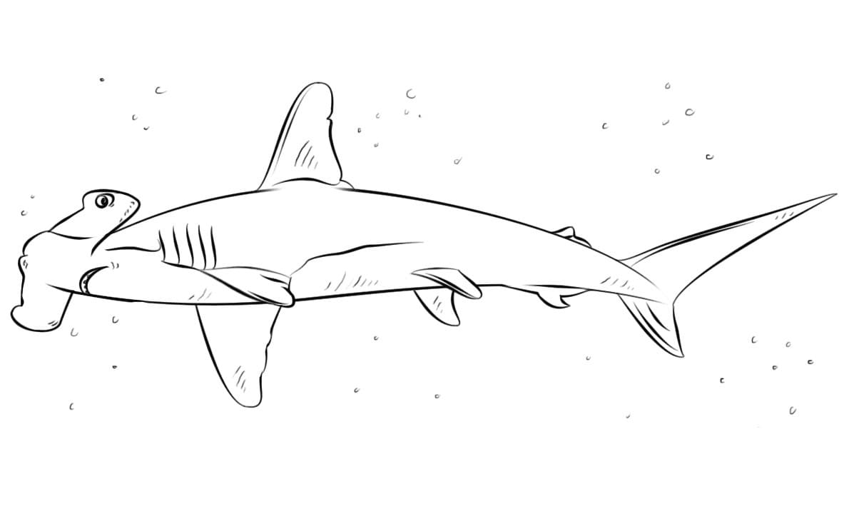 Raskrasil.com-Shark-Coloring-Pages-102