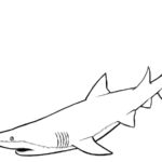 Raskrasil.com-Shark-Coloring-Pages-104