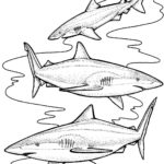 Raskrasil.com-Shark-Coloring-Pages-11