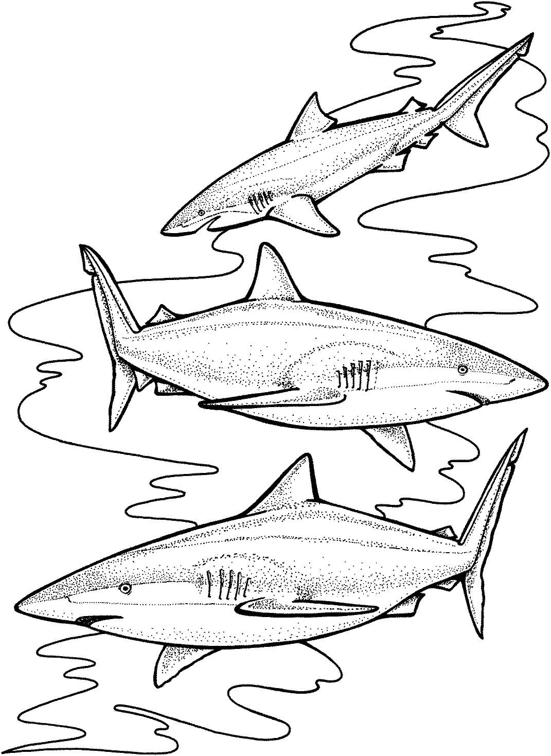 Raskrasil.com-Shark-Coloring-Pages-11