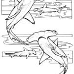 Raskrasil.com-Shark-Coloring-Pages-16