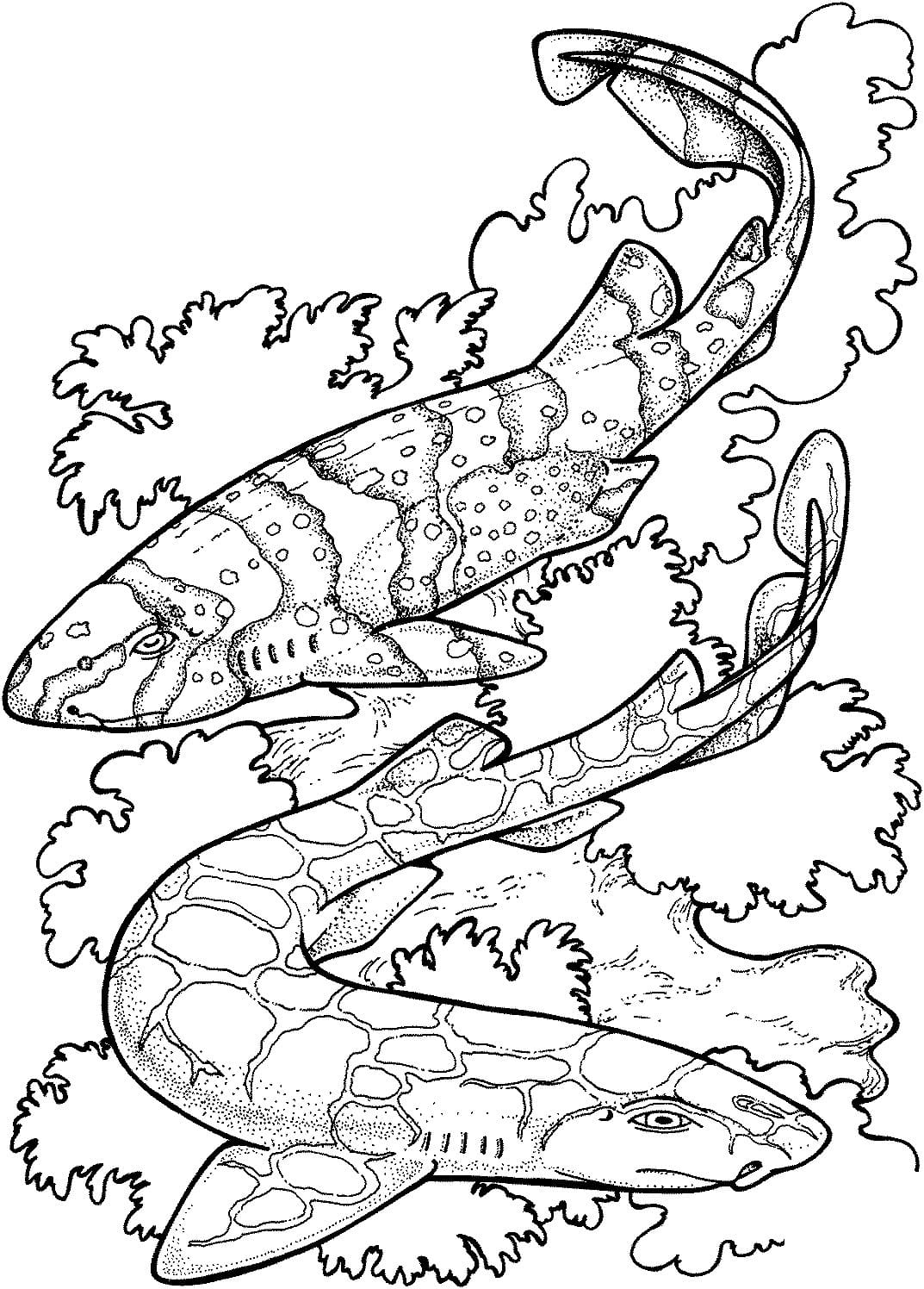 Raskrasil.com-Shark-Coloring-Pages-2