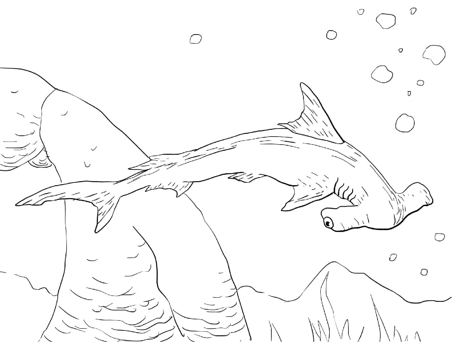Raskrasil.com-Shark-Coloring-Pages-20