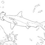 Raskrasil.com-Shark-Coloring-Pages-22
