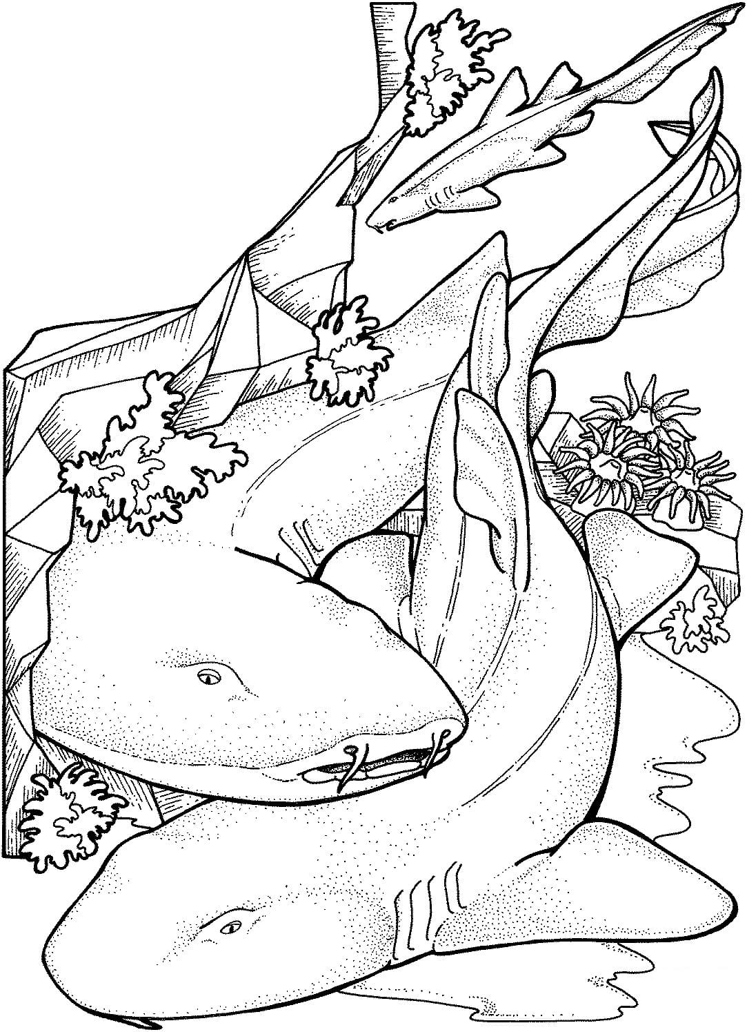 Raskrasil.com-Shark-Coloring-Pages-3