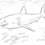 Raskrasil.com-Shark-Coloring-Pages-55