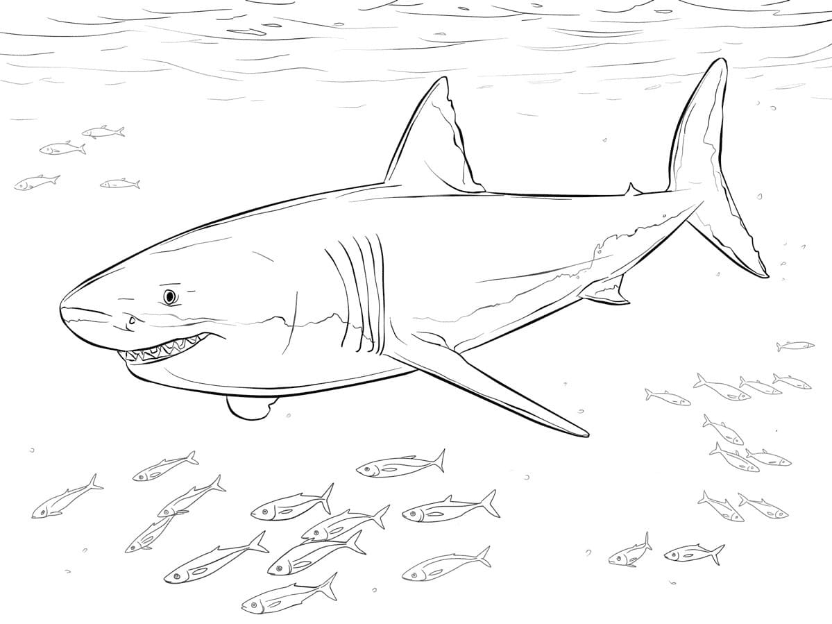 Raskrasil.com-Shark-Coloring-Pages-55