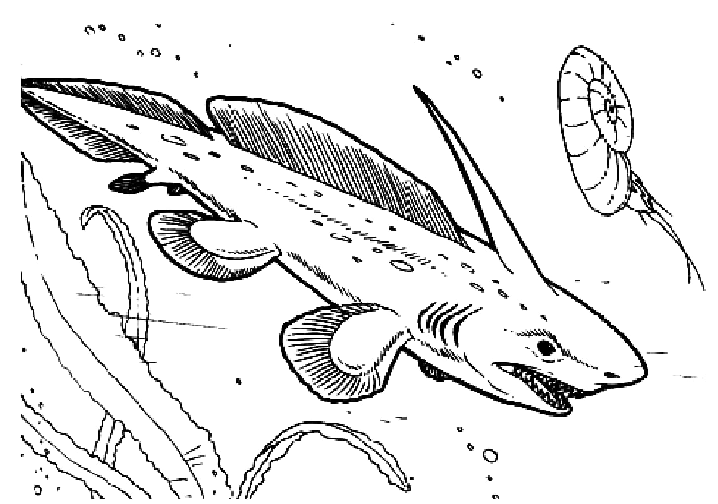 Raskrasil.com-Shark-Coloring-Pages-57