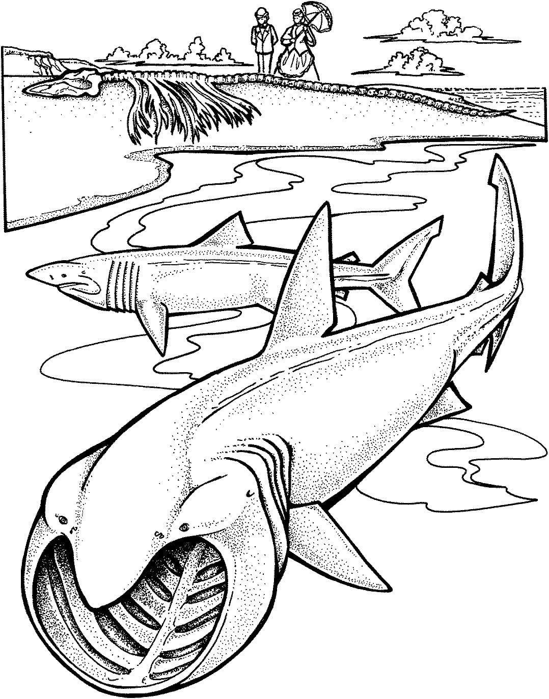 Raskrasil.com-Shark-Coloring-Pages-6