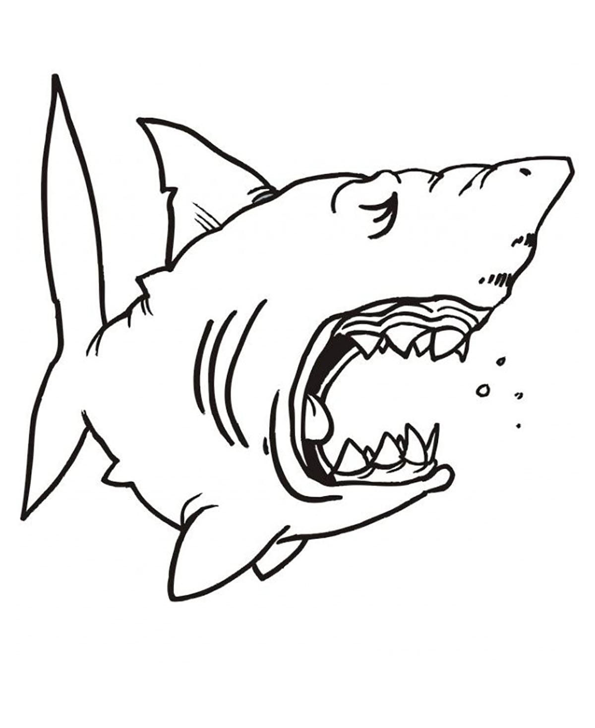 Raskrasil.com-Shark-Coloring-Pages-62