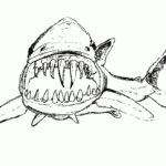 Raskrasil.com-Shark-Coloring-Pages-63