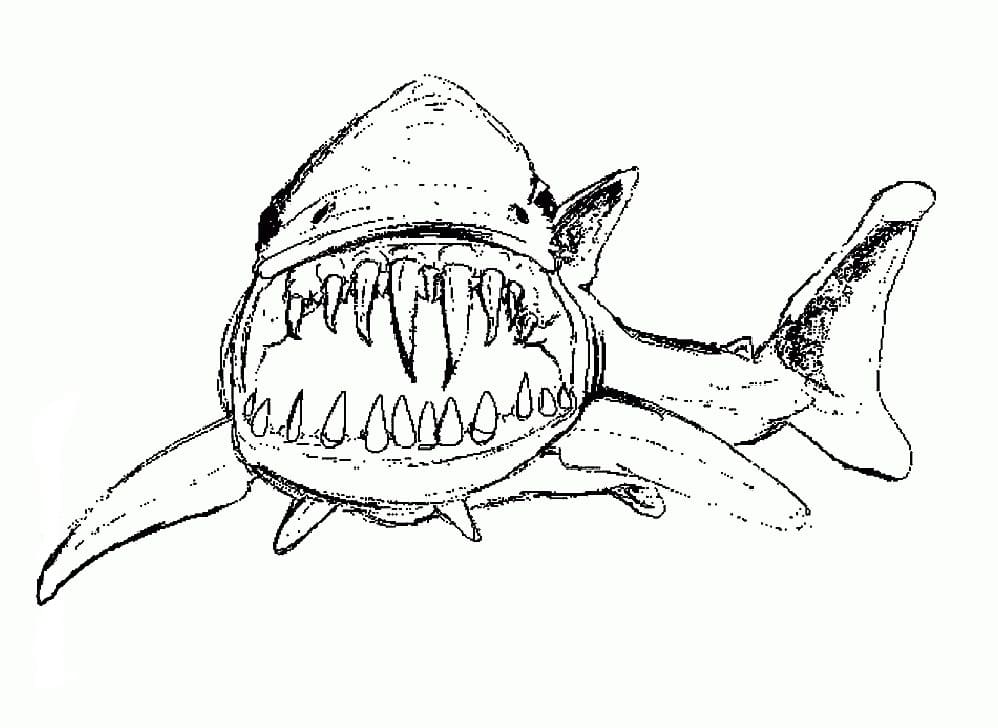 Raskrasil.com-Shark-Coloring-Pages-63