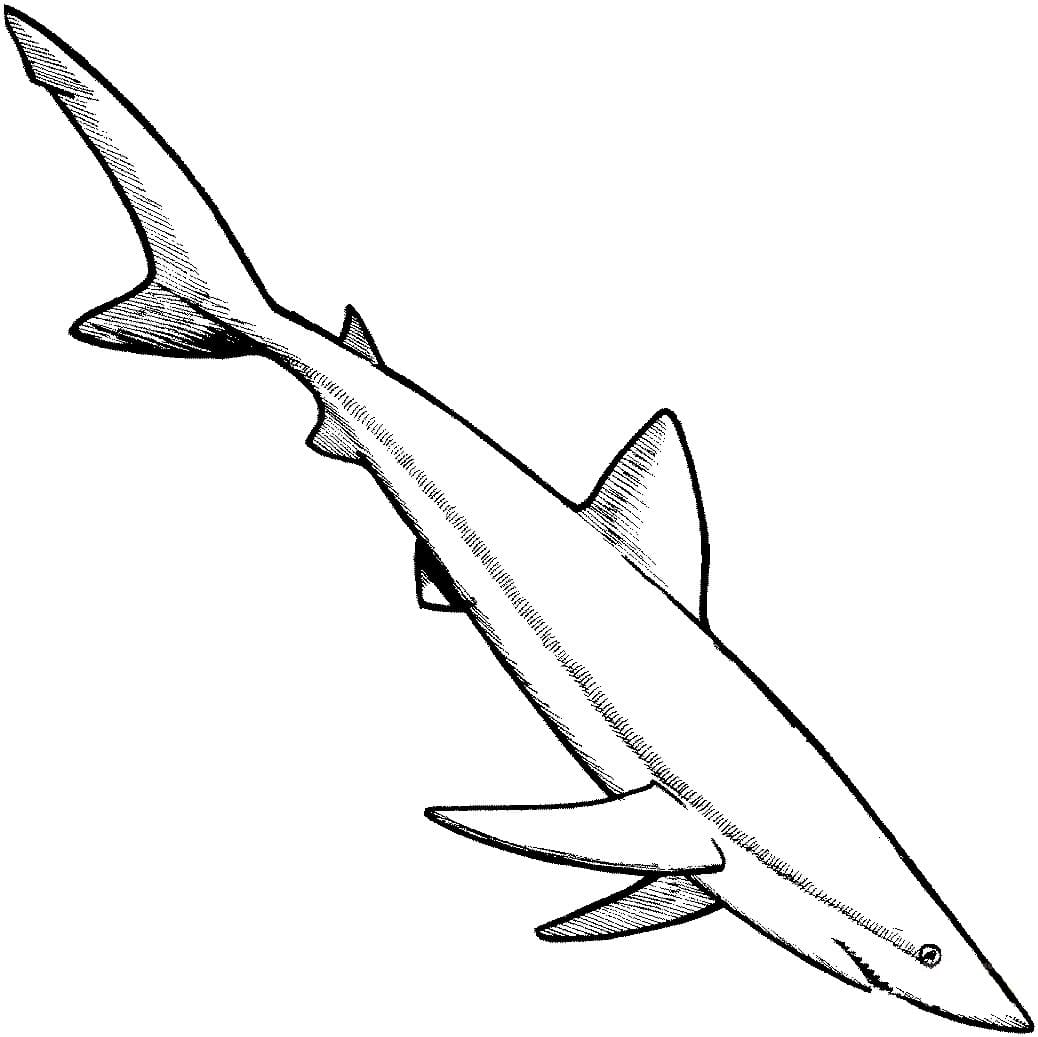 Raskrasil.com-Shark-Coloring-Pages-65