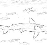Raskrasil.com-Shark-Coloring-Pages-66