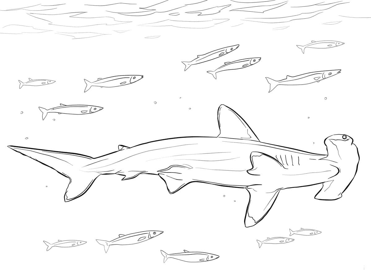 Raskrasil.com-Shark-Coloring-Pages-66