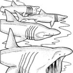 Raskrasil.com-Shark-Coloring-Pages-7