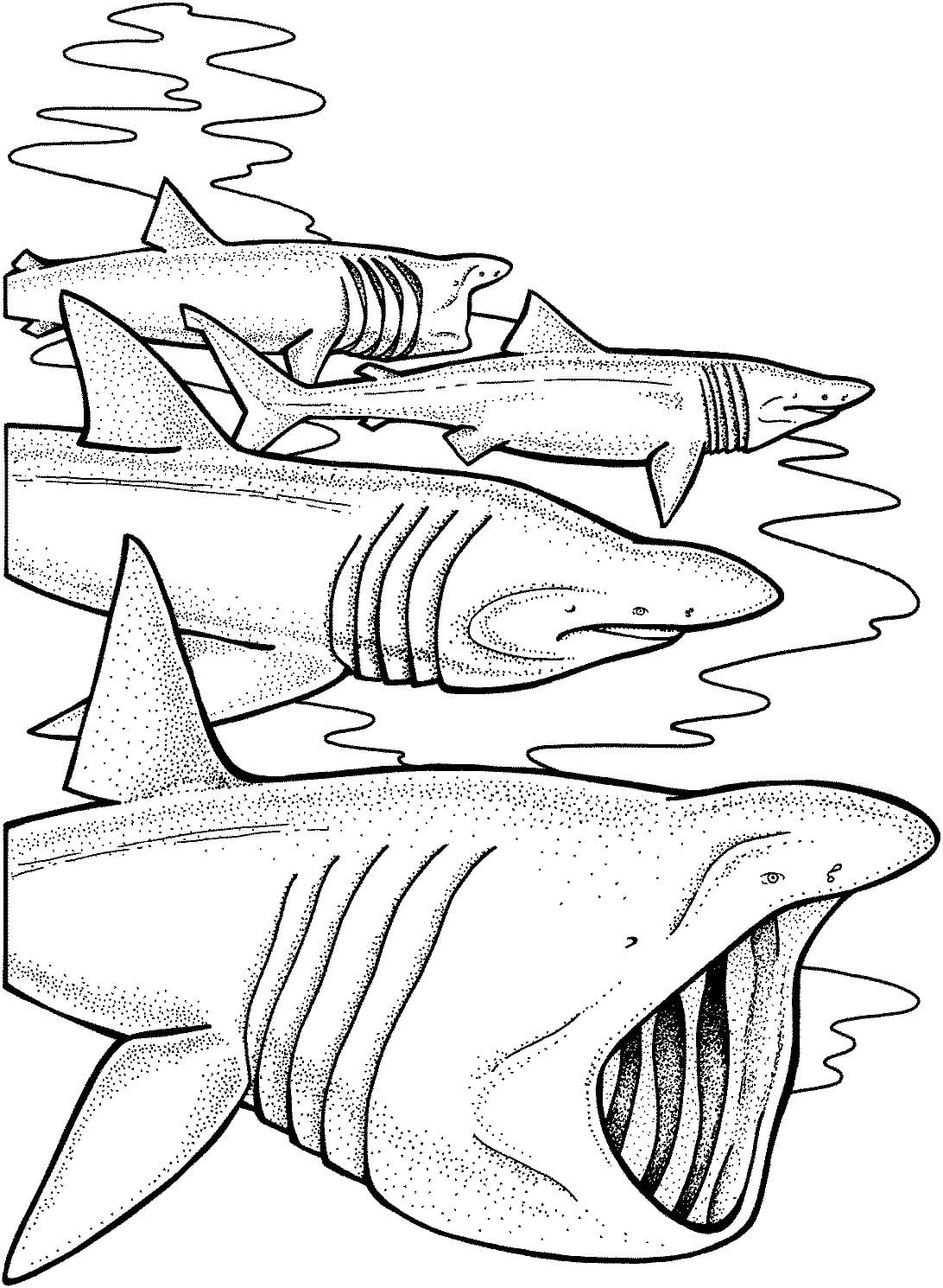 Raskrasil.com-Shark-Coloring-Pages-7