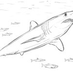 Raskrasil.com-Shark-Coloring-Pages-70
