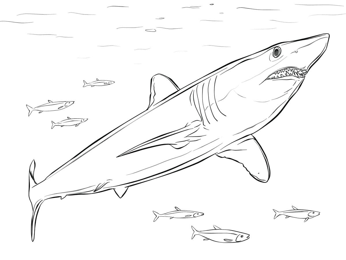 Raskrasil.com-Shark-Coloring-Pages-70