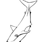 Raskrasil.com-Shark-Coloring-Pages-71