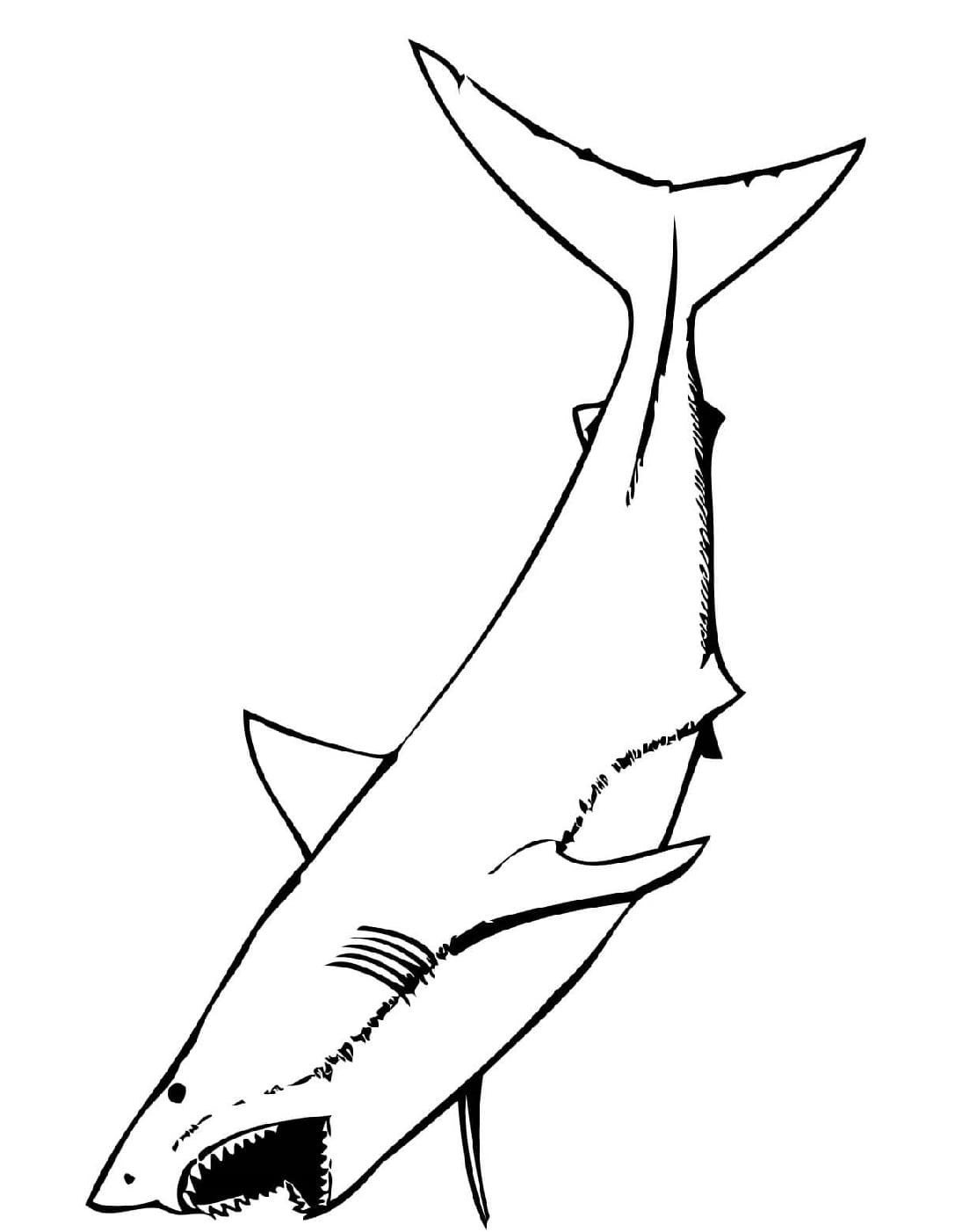 Raskrasil.com-Shark-Coloring-Pages-71