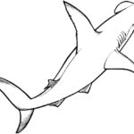 Raskrasil.com-Shark-Coloring-Pages-75