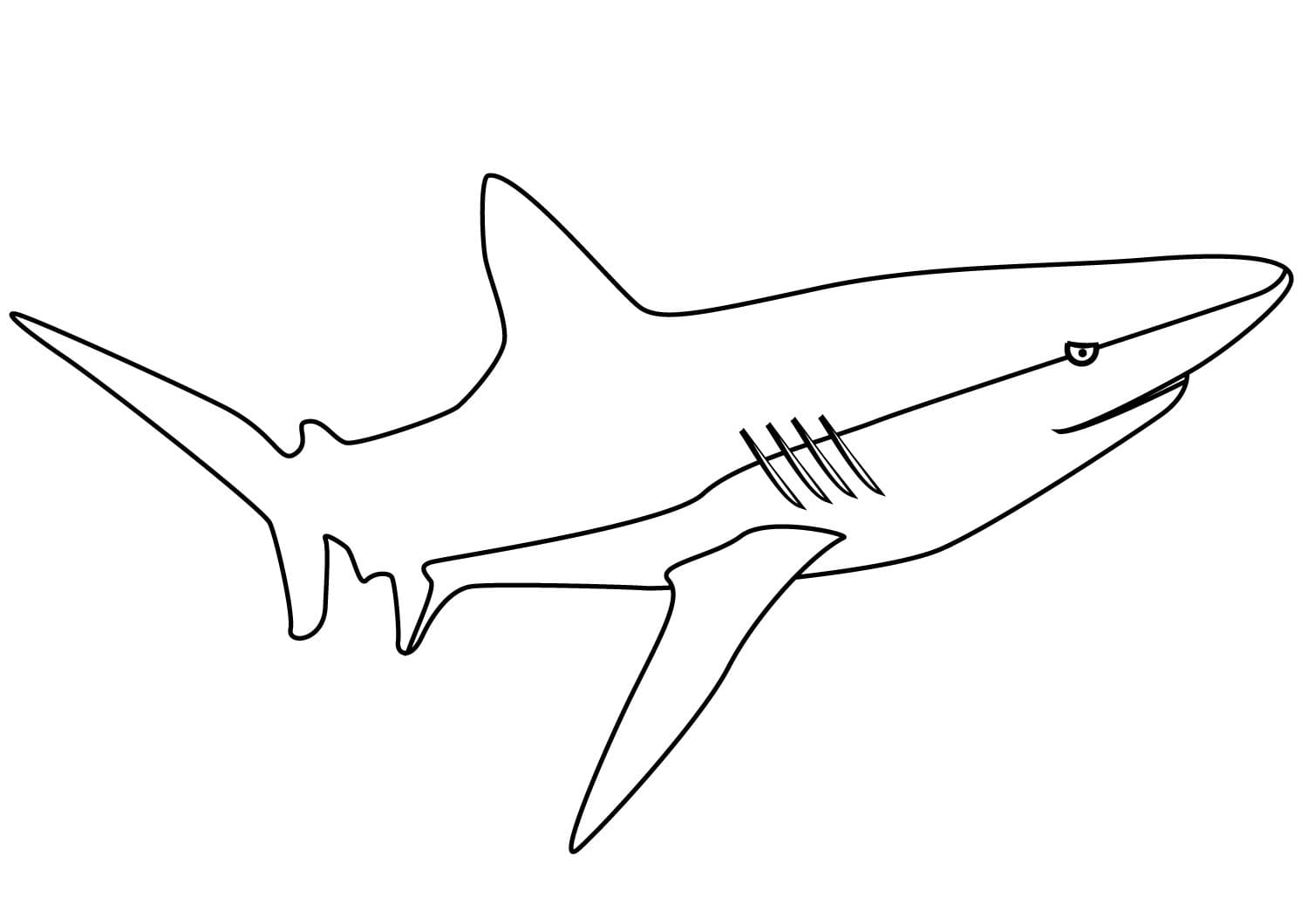 Raskrasil.com-Shark-Coloring-Pages-79