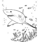 Raskrasil.com-Shark-Coloring-Pages-80