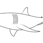 Raskrasil.com-Shark-Coloring-Pages-81