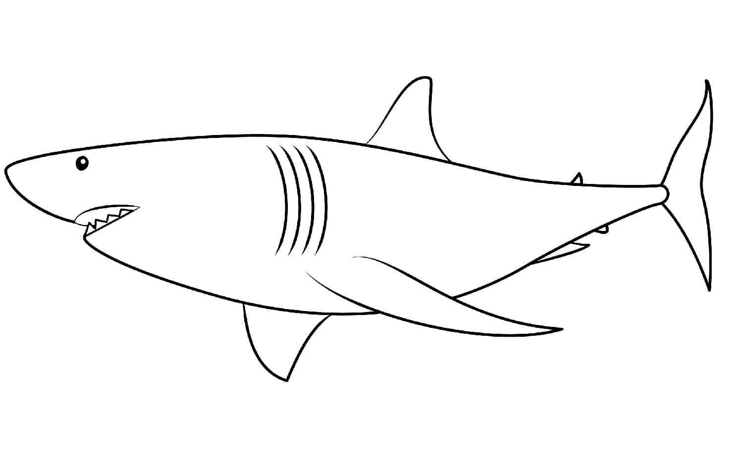 Raskrasil.com-Shark-Coloring-Pages-81