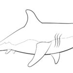 Raskrasil.com-Shark-Coloring-Pages-83