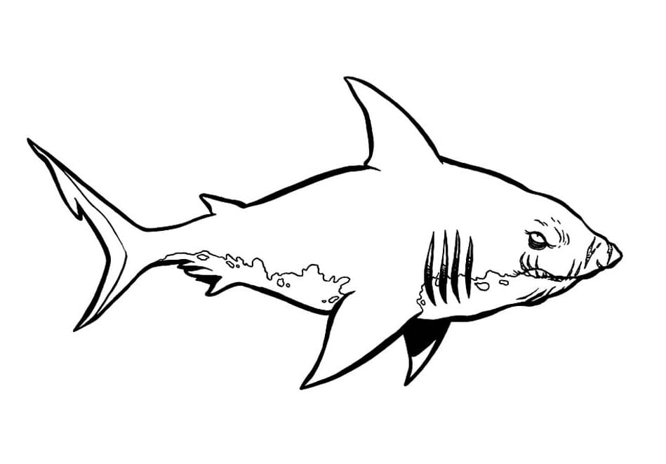 Raskrasil.com-Shark-Coloring-Pages-86