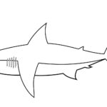 Raskrasil.com-Shark-Coloring-Pages-87