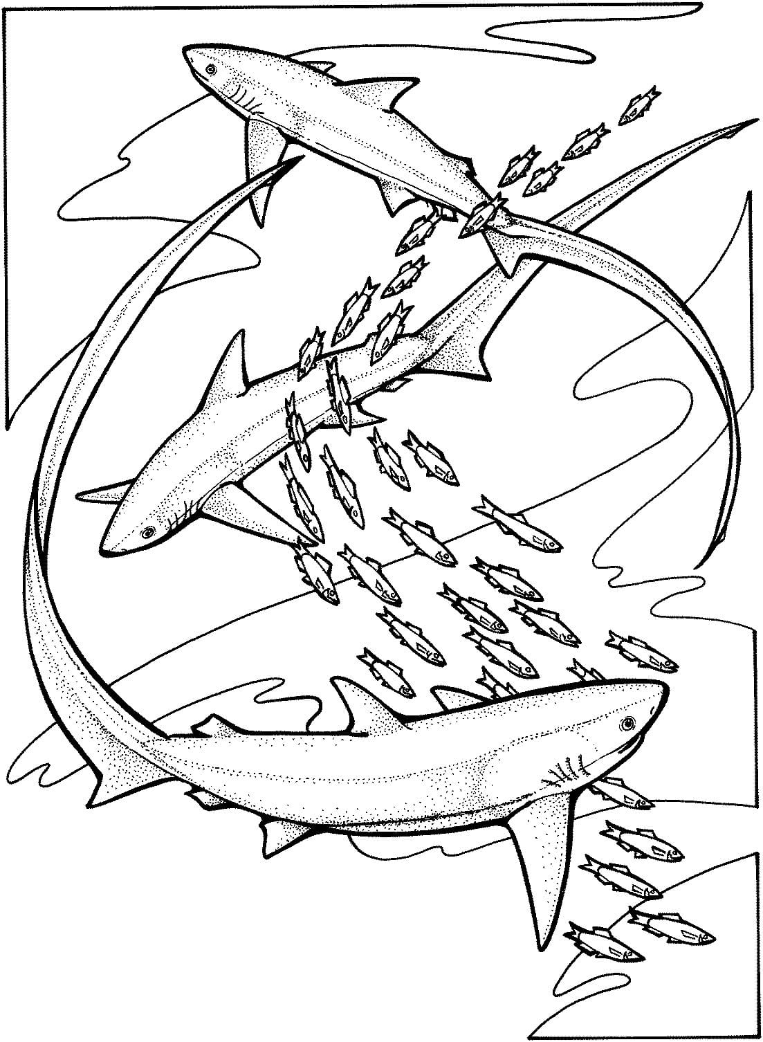 Raskrasil.com-Shark-Coloring-Pages-9