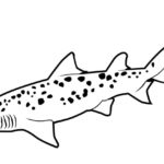 Raskrasil.com-Shark-Coloring-Pages-93