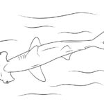 Raskrasil.com-Shark-Coloring-Pages-95