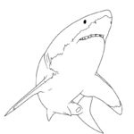 Raskrasil.com-Shark-New-Coloring-Pages-4