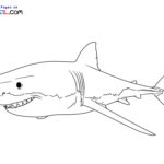 Raskrasil.com-Shark-New-Coloring-Pages-8