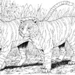 Raskrasil.com-Tiger-Coloring-Pages-1