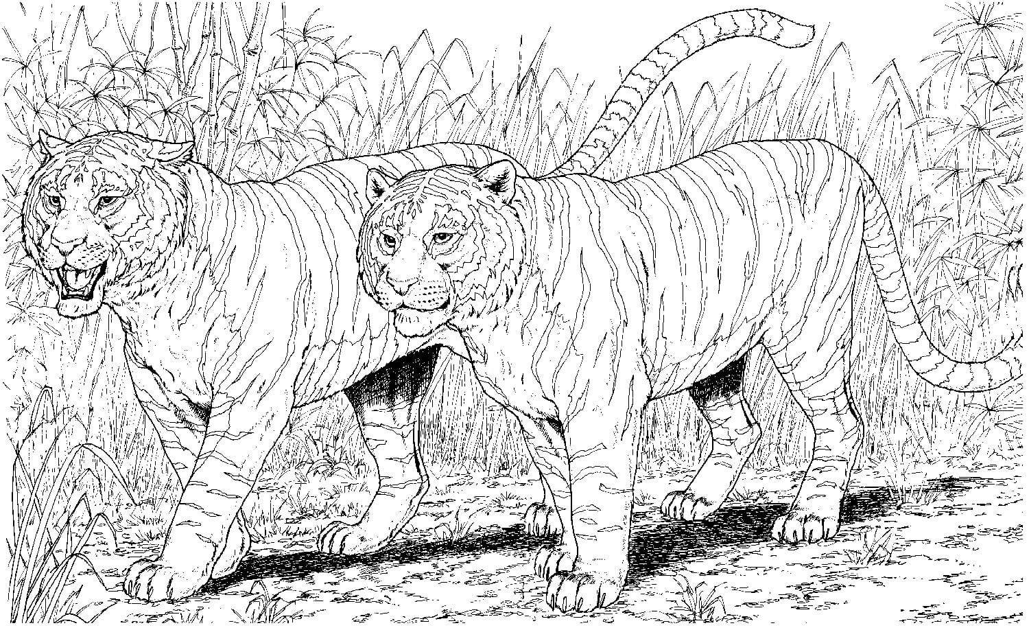 Raskrasil.com-Tiger-Coloring-Pages-1