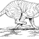 Raskrasil.com-Tiger-Coloring-Pages-16