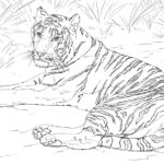 Raskrasil.com-Tiger-Coloring-Pages-17