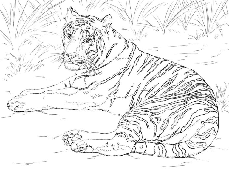 Ausmalbilder Tiger | Kostenlos Malvorlagen zum Ausdrucken