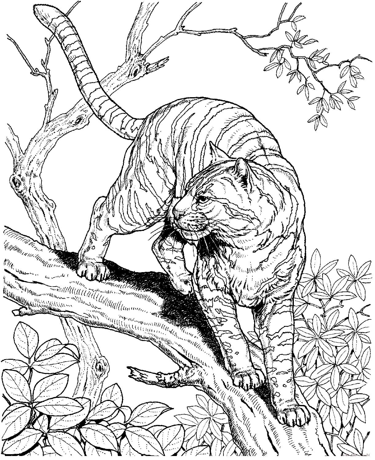 Raskrasil.com-Tiger-Coloring-Pages-2