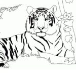Raskrasil.com-Tiger-Coloring-Pages-23