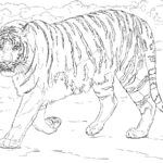 Previous Attachment