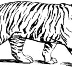 Raskrasil.com-Tiger-Coloring-Pages-25